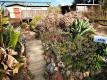6632 Simson St, Oakland   For Rent