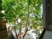 2430 Dwight Way/2550 Telegraph Ave, Berkeley   For Rent